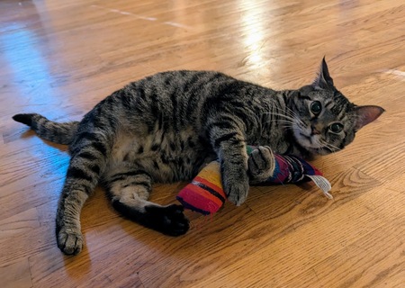 Entry image for Mister Butters. Clicking this image will show a larger photo