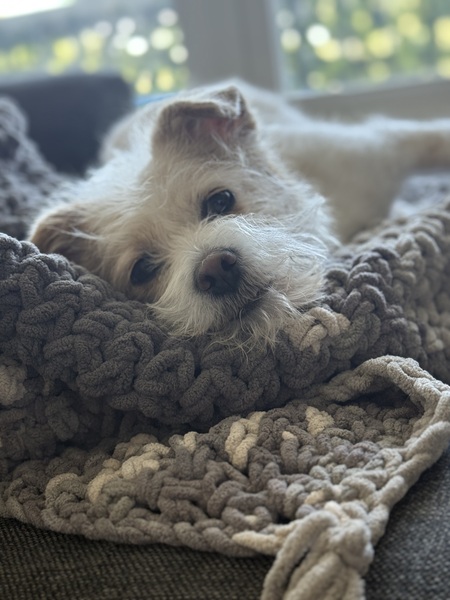 Entry image for Rumi. Clicking this image will show a larger photo