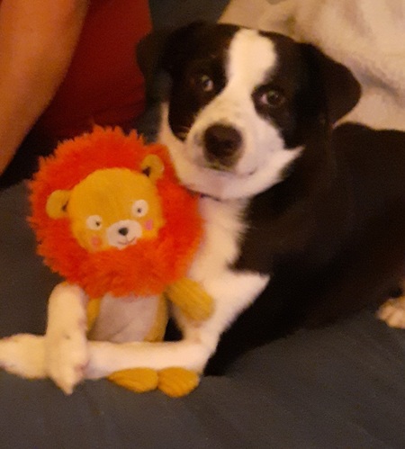 Entry image for Louie . Clicking this image will show a larger photo