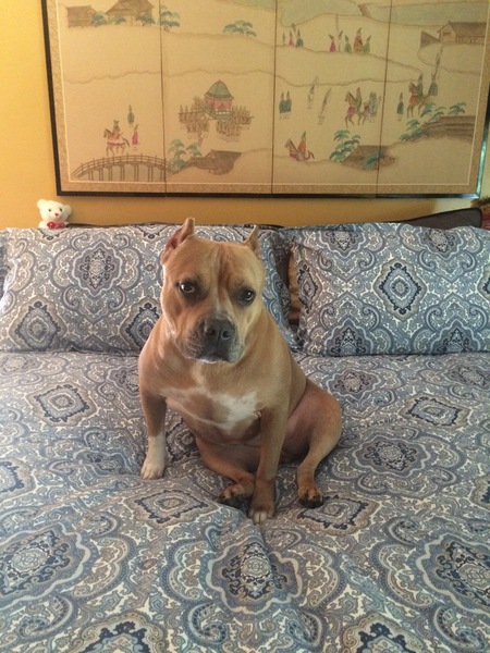 Entry image for Penny. Clicking this image will show a larger photo