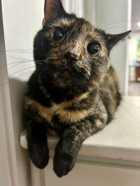 Entry image for Magnolia . Clicking this image will show a larger photo