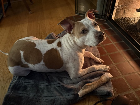 Entry image for Sasha. Clicking this image will show a larger photo