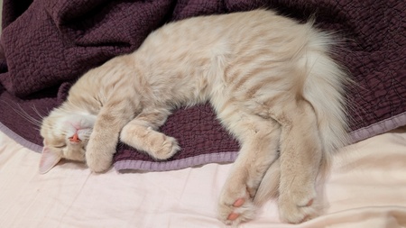 Entry image for Cayde. Clicking this image will show a larger photo