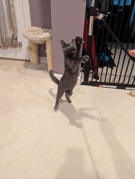 Entry image for Misaka. Clicking this image will show a larger photo