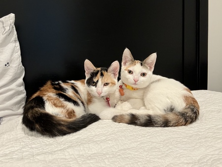 Entry image for Millie & Madeline. Clicking this image will show a larger photo