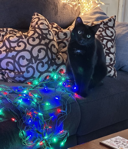 Entry image for Shashi. Clicking this image will show a larger photo