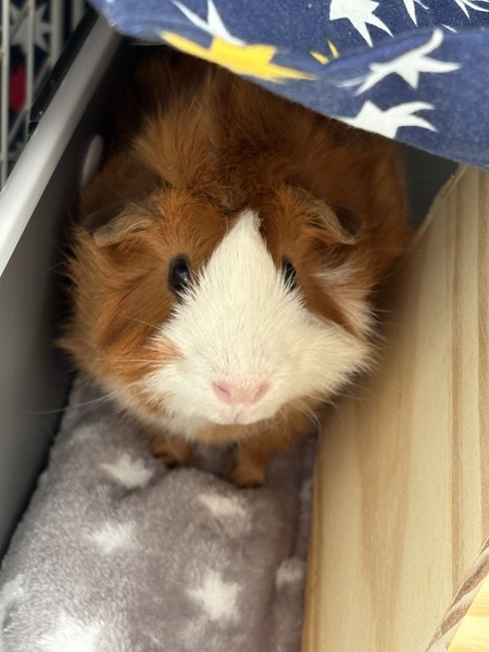 Entry image for Charlie. Clicking this image will show a larger photo