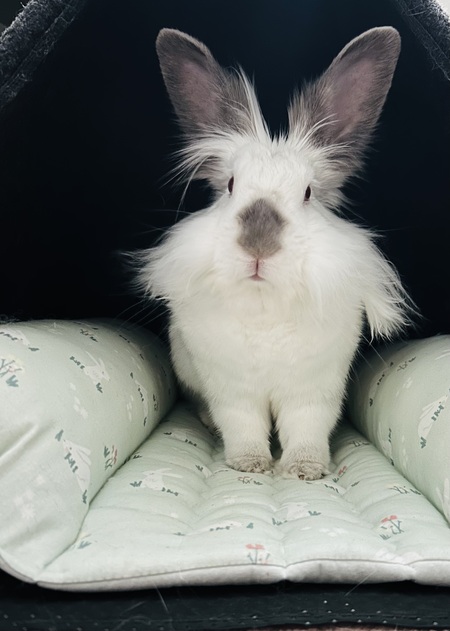 Entry image for Howie. Clicking this image will show a larger photo