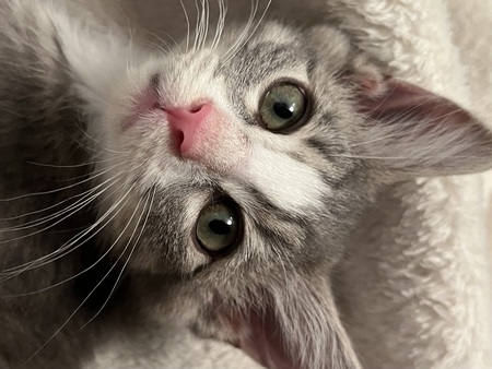 Entry image for Allegro. Clicking this image will show a larger photo