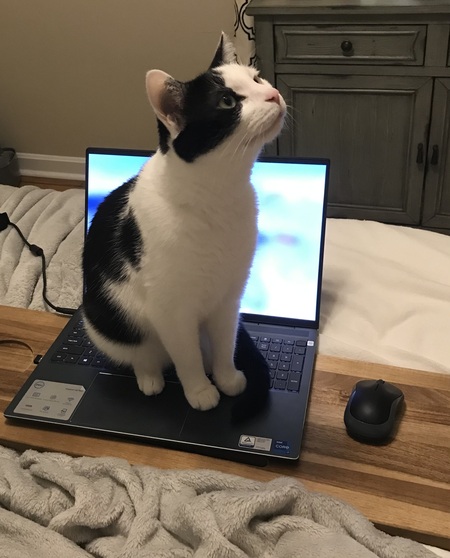 Entry image for Mooni. Clicking this image will show a larger photo