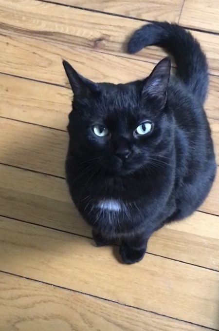 Entry image for Velvet. Clicking this image will show a larger photo