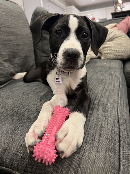 Entry image for Pepper. Clicking this image will show a larger photo