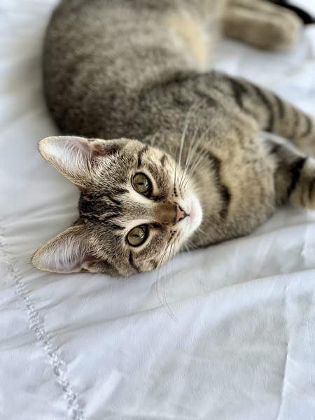 Entry image for Lilo. Clicking this image will show a larger photo