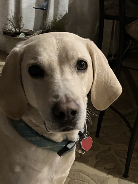 Entry image for Clark. Clicking this image will show a larger photo