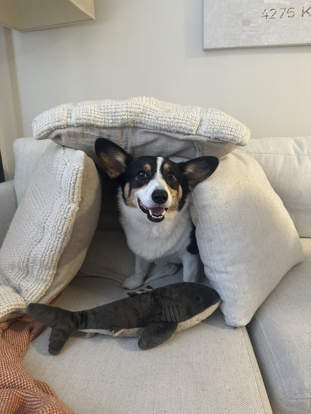 Entry image for Titus . Clicking this image will show a larger photo