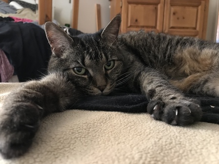 Entry image for Brea Clare Elizabeth. Clicking this image will show a larger photo