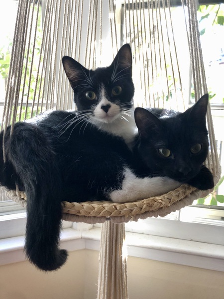 Entry image for Lemon and Lyla. Clicking this image will show a larger photo