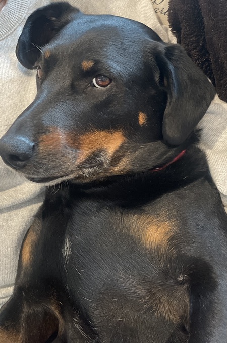 Entry image for Ripley. Clicking this image will show a larger photo