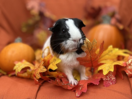 Entry image for Peter. Clicking this image will show a larger photo