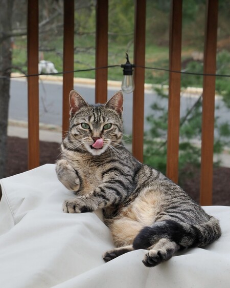 Entry image for Babycat. Clicking this image will show a larger photo