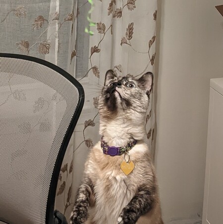 Entry image for Millie. Clicking this image will show a larger photo