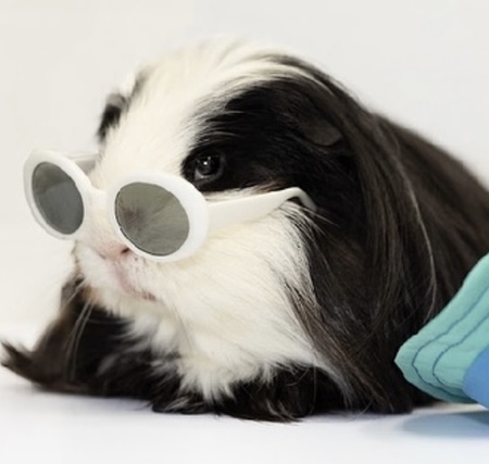 Entry image for Cilantro. Clicking this image will show a larger photo