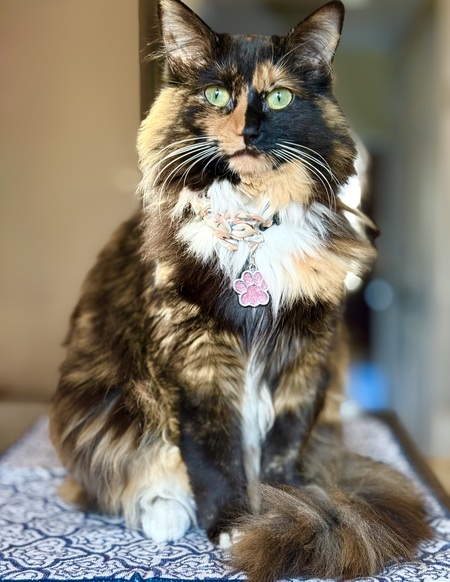 Entry image for Bella. Clicking this image will show a larger photo