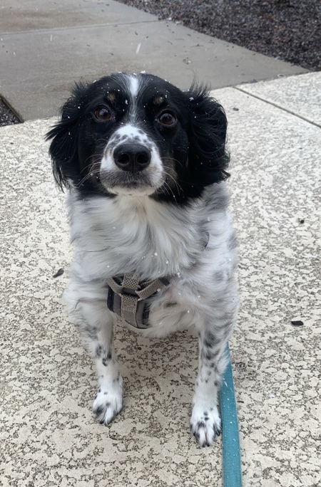 Entry image for Jax. Clicking this image will show a larger photo