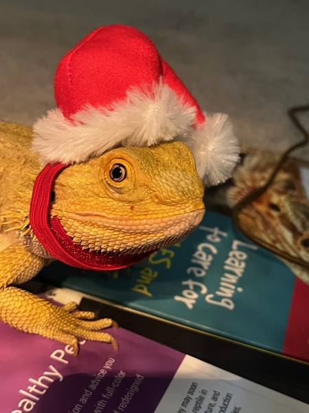 Entry image for Toothless. Clicking this image will show a larger photo