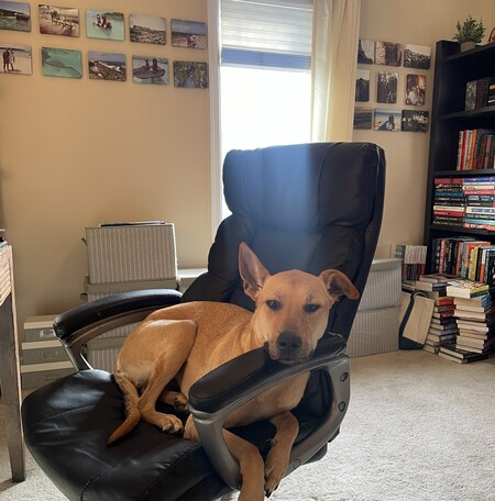 Entry image for Penny. Clicking this image will show a larger photo