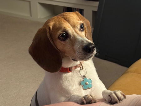 Entry image for Daisy. Clicking this image will show a larger photo