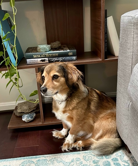 Entry image for Daisy. Clicking this image will show a larger photo