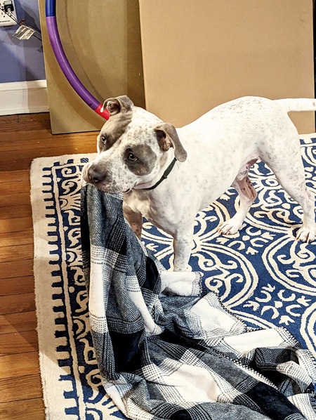 Entry image for REXTER. Clicking this image will show a larger photo