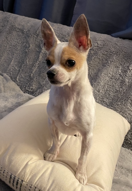 Entry image for Chico. Clicking this image will show a larger photo