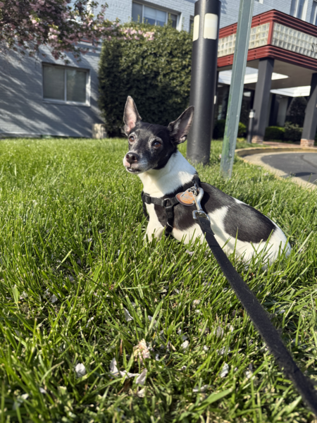 Entry image for Darth Vader. Clicking this image will show a larger photo