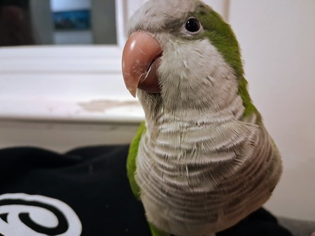 Entry image for Kiwi . Clicking this image will show a larger photo