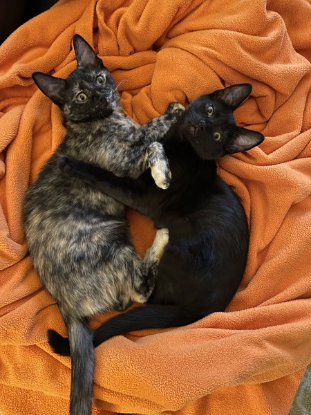 Entry image for Josephine & Millie. Clicking this image will show a larger photo