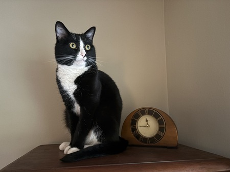 Entry image for Henry. Clicking this image will show a larger photo