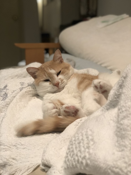 Entry image for Felix. Clicking this image will show a larger photo