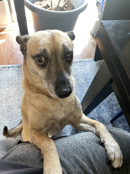 Entry image for Newman. Clicking this image will show a larger photo