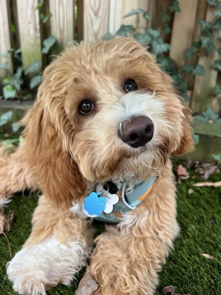 Entry image for Cooper. Clicking this image will show a larger photo