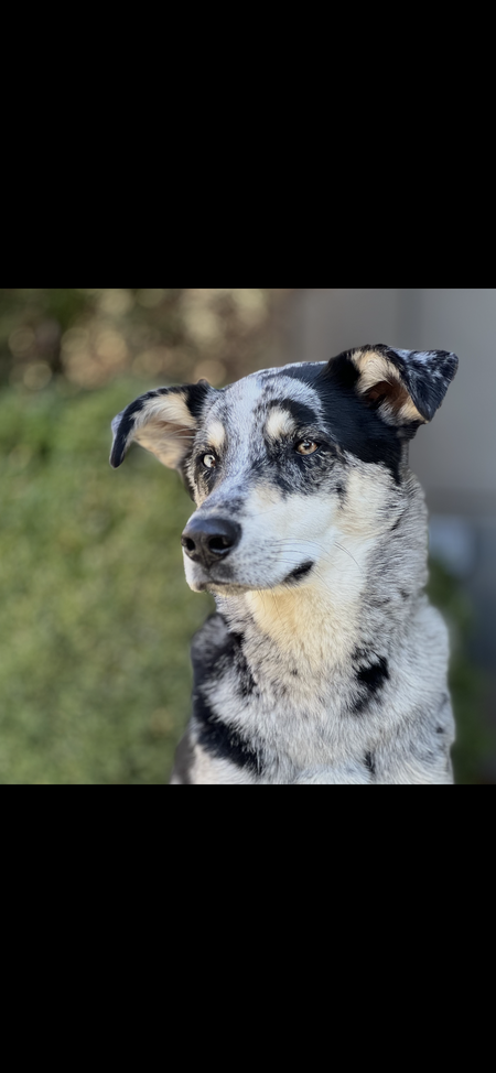 Entry image for EMMETT . Clicking this image will show a larger photo