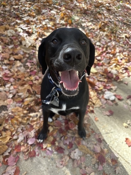 Entry image for Pepper. Clicking this image will show a larger photo