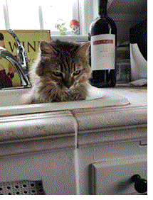 Entry image for Grasshopper. Clicking this image will show a larger photo