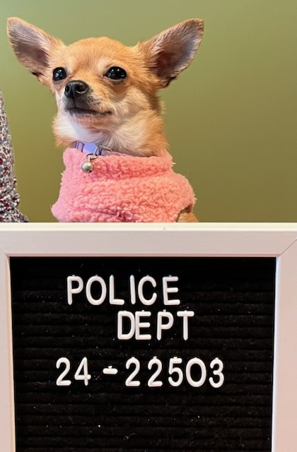 Entry image for Tinkerbell . Clicking this image will show a larger photo