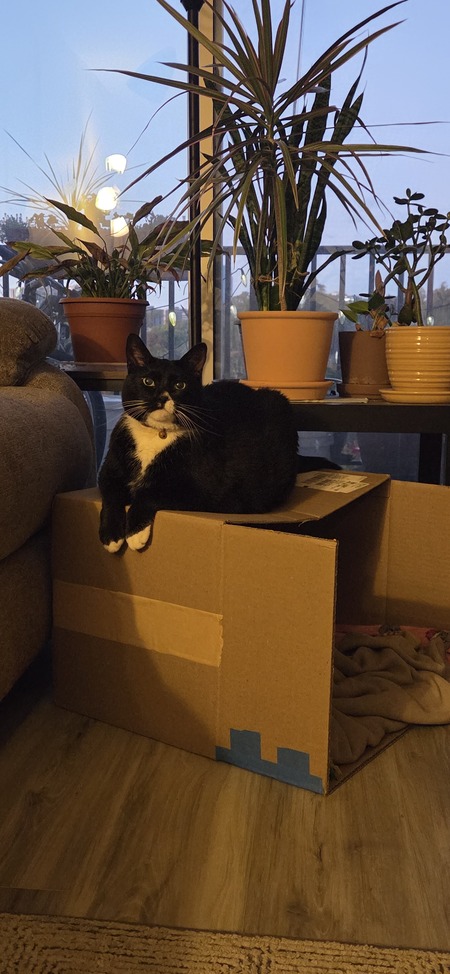 Entry image for Bella. Clicking this image will show a larger photo