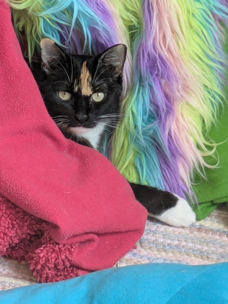 Entry image for Miss Kitty. Clicking this image will show a larger photo