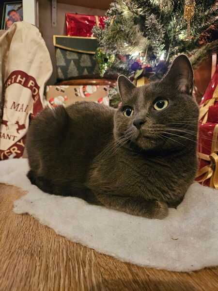 Entry image for Dr. Indiana Jones. Clicking this image will show a larger photo