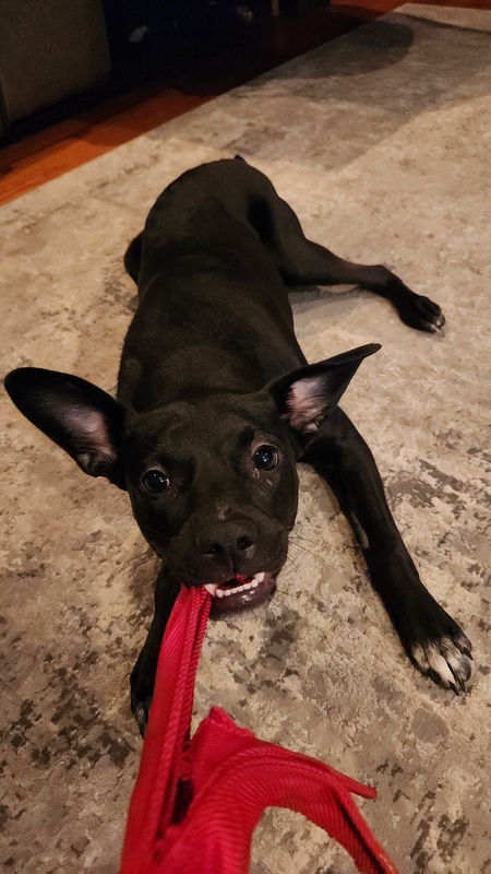 Entry image for Layla. Clicking this image will show a larger photo