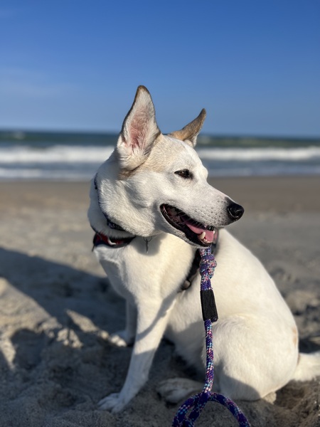 Entry image for Toast. Clicking this image will show a larger photo